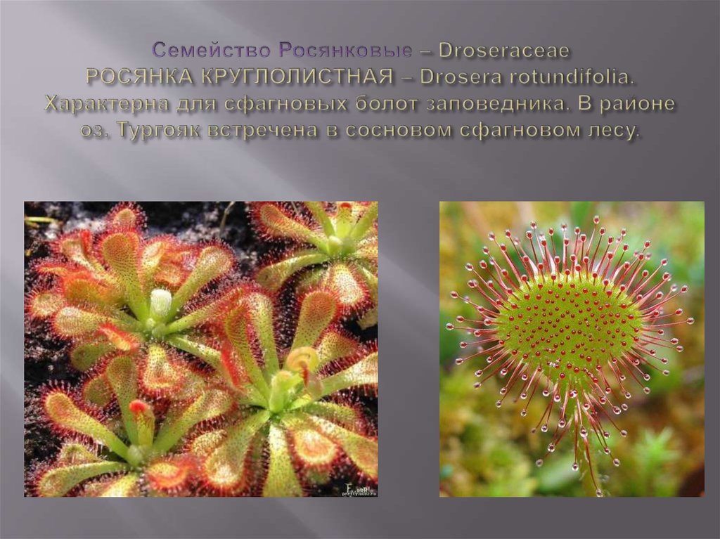 Семейство Росянковые – Droseraceae РОСЯНКА КРУГЛОЛИСТНАЯ – Drosera rotundifolia. Характерна для сфагновых болот заповедника. В