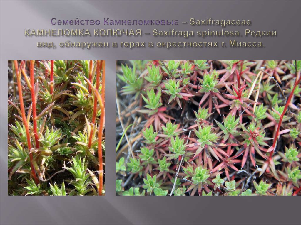 Cемейство Камнеломковые – Saxifragaceae КАМНЕЛОМКА КОЛЮЧАЯ – Saxifraga spinulosa. Редкий вид, обнаружен в горах в окрестностях