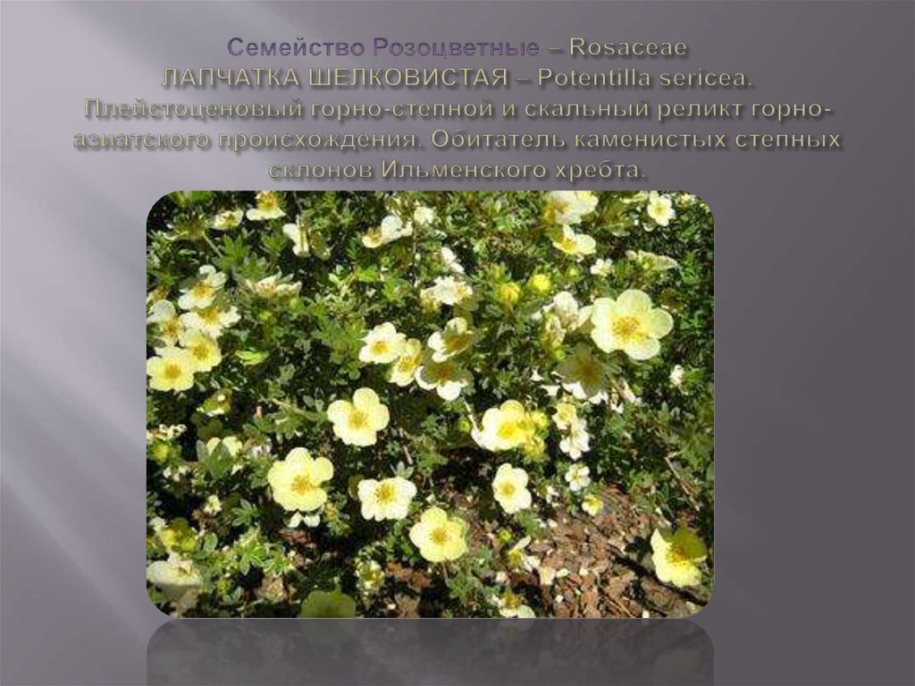 Cемейство Розоцветные – Rosaceae ЛАПЧАТКА ШЕЛКОВИСТАЯ – Potentilla sericea. Плейстоценовый горно-степной и скальный реликт