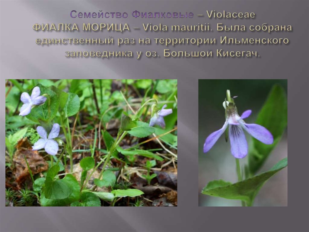 Семейство Фиалковые – Violaceae ФИАЛКА МОРИЦА – Viola mauritii. Была собрана единственный раз на территории Ильменского