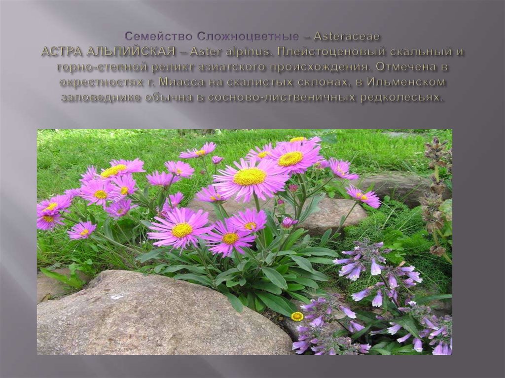 Семейство Сложноцветные – Asteraceae АСТРА АЛЬПИЙСКАЯ – Aster alpinus. Плейстоценовый скальный и горно-степной реликт