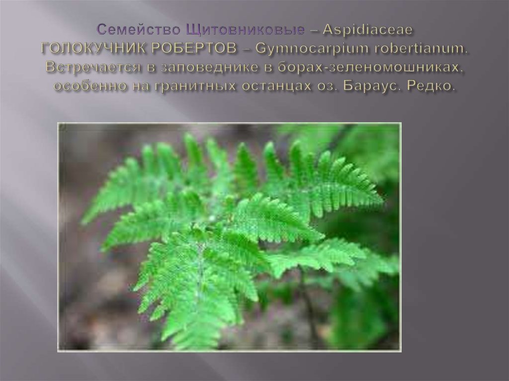 Cемейство Щитовниковые – Aspidiaceae ГОЛОКУЧНИК РОБЕРТОВ – Gymnocarpium robertianum. Встречается в заповеднике в