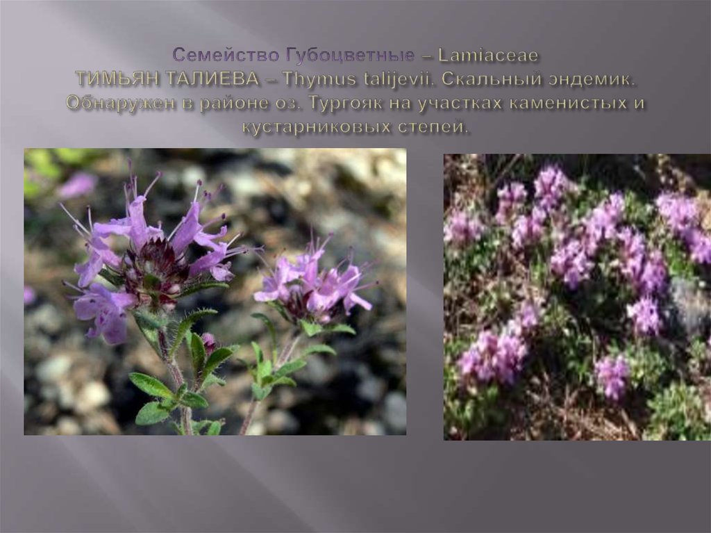 Семейство Губоцветные – Lamiaceae ТИМЬЯН ТАЛИЕВА – Thymus talijevii. Скальный эндемик. Обнаружен в районе оз. Тургояк на