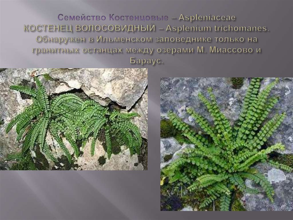 Семейство Костенцовые – Aspleniaceae КОСТЕНЕЦ ВОЛОСОВИДНЫЙ – Asplenium trichomanes. Обнаружен в Ильменском заповеднике только