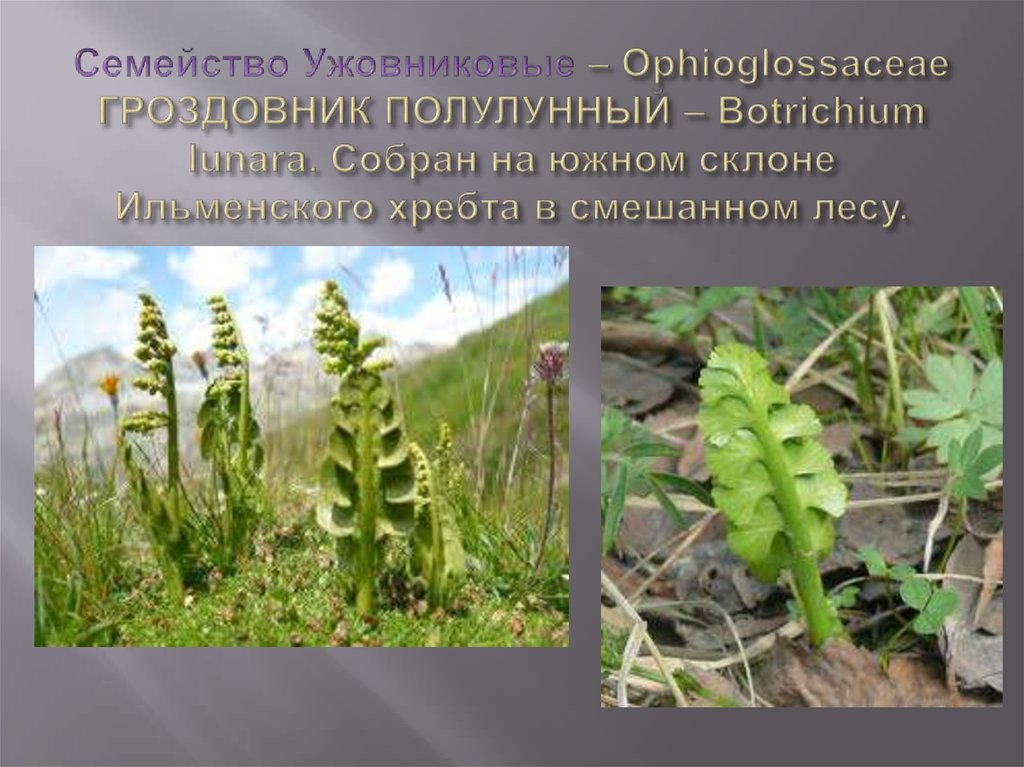 Семейство Ужовниковые – Ophioglossaceae ГРОЗДОВНИК ПОЛУЛУННЫЙ – Botrichium lunara. Собран на южном склоне Ильменского хребта в