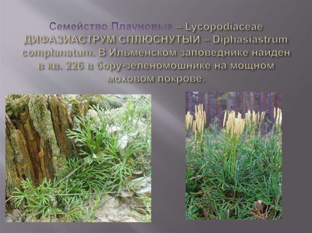 Семейство Плауновые – Lycopodiaceae ДИФАЗИАСТРУМ СПЛЮСНУТЫЙ – Diphasiastrum complanatum. В Ильменском заповеднике найден в кв.