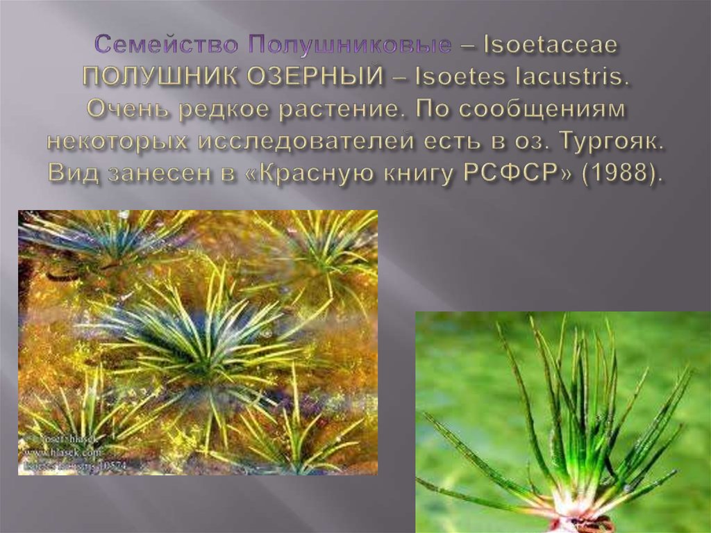 Семейство Полушниковые – Isoetaceae ПОЛУШНИК ОЗЕРНЫЙ – Isoetes lacustris. Очень редкое растение. По сообщениям некоторых