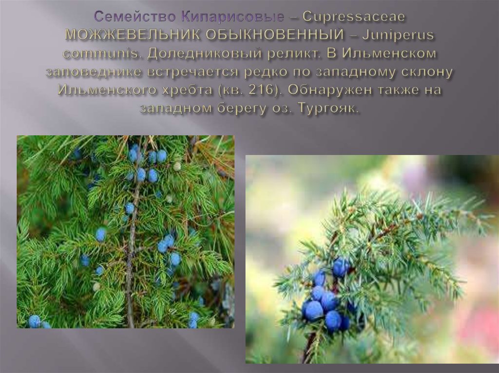 Cемейство Кипарисовые – Cupressaceae МОЖЖЕВЕЛЬНИК ОБЫКНОВЕННЫЙ – Juniperus cоmmunis. Доледниковый реликт. В Ильменском