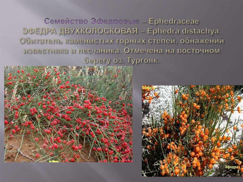 Семейство Эфедровые – Ephedraceae ЭФЕДРА ДВУХКОЛОСКОВАЯ – Ephedra distachya. Обитатель каменистых горных степей, обнажений