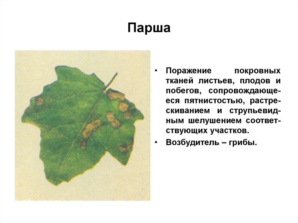 Листья вред. Парша листьев тополя. Поражаемые растения парша. Парша возбудитель у растений. Парша болезнь растений.