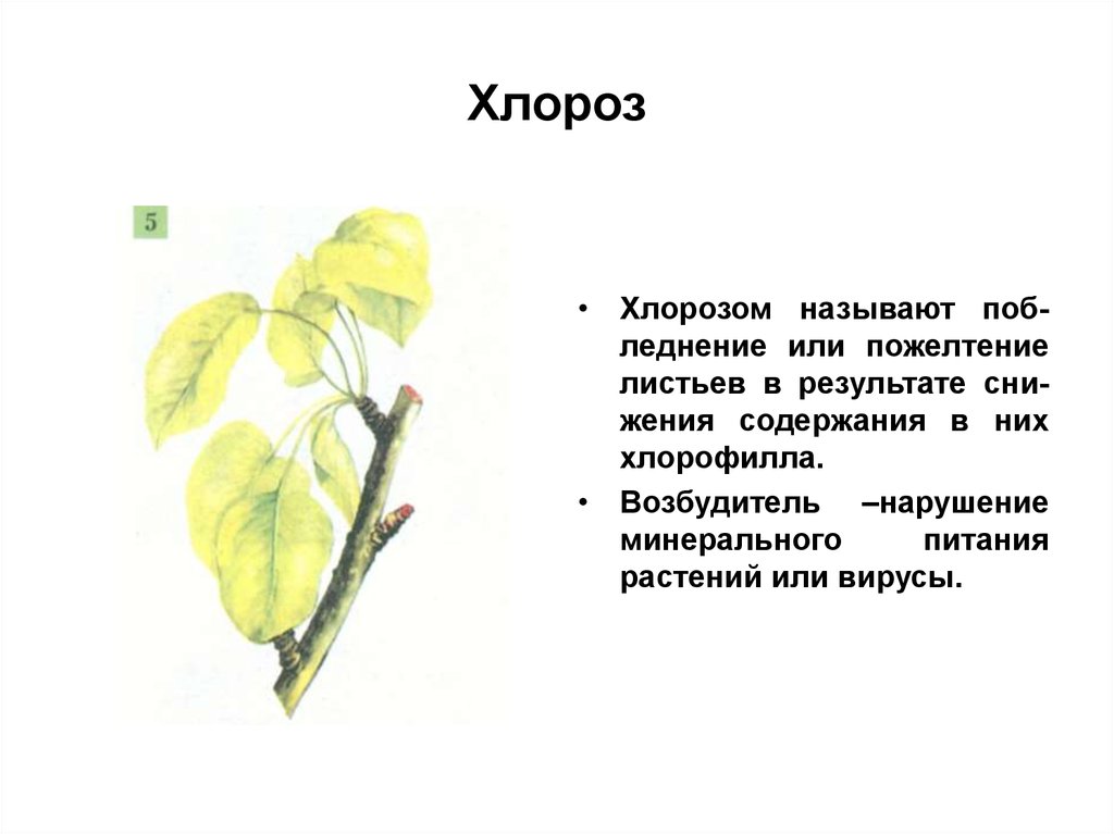 Хлороз растений причины и лечение. Хлороз растений. Хлороз фитопатология. Виды хлороза листьев. Хлороз растений роз.