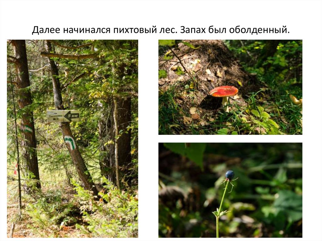 Схема летом в лесу приятно пахнет грибами. Чем пахнет в лесах. Лесной запах запах леса. Гора малиновая презентация. Запах леса описание.
