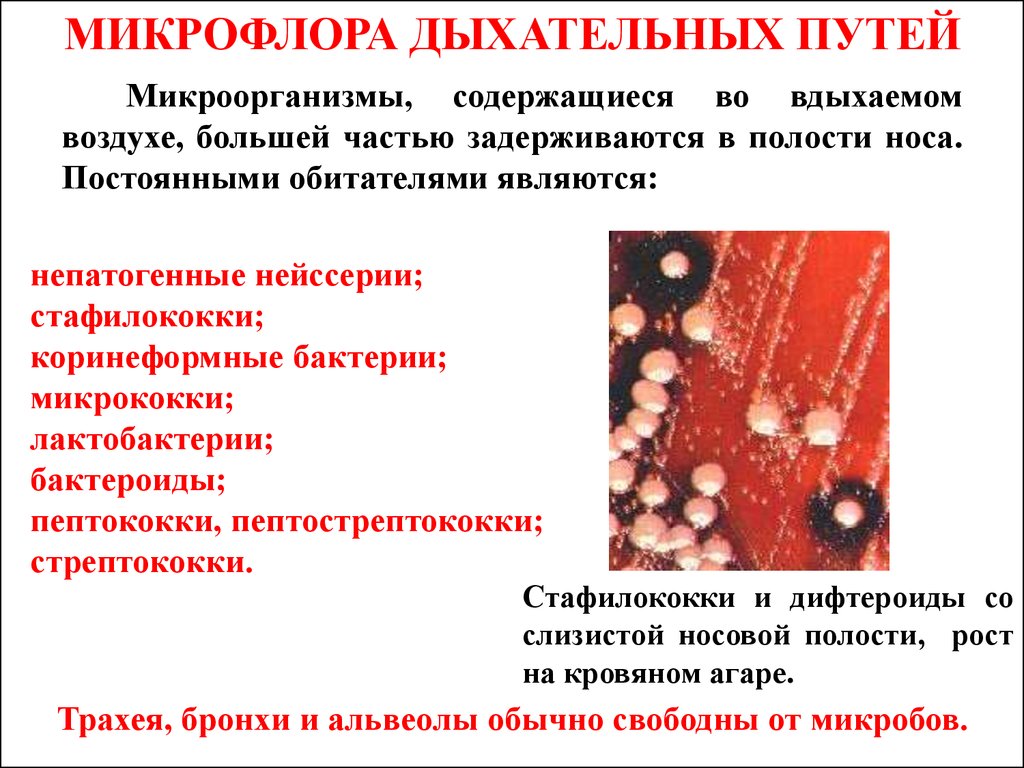 Болезнетворные микроорганизмы в носовой полости уничтожаются