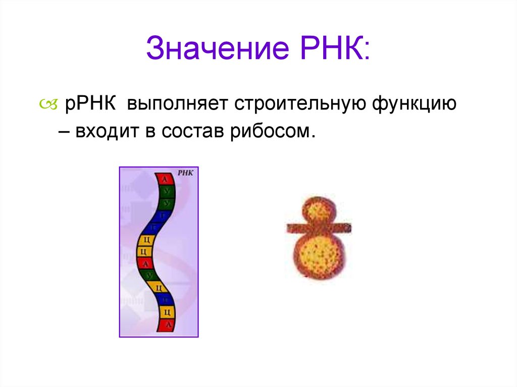 И рнк образуется в. Значение РНК. Значение р РНК. ИРНК. Рибосомная РНК выполняет функцию.