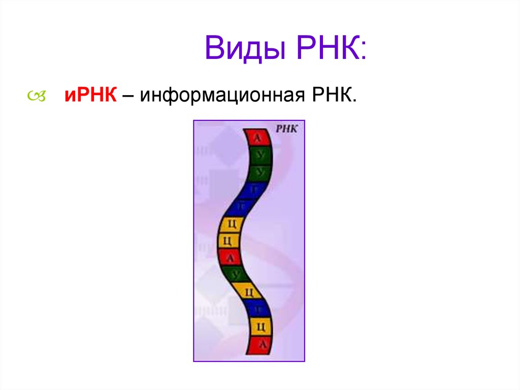 Рисунок рнк. Строение РНК рисунок. Информационная РНК строение. Структура ИРНК. Виды РНК схема.