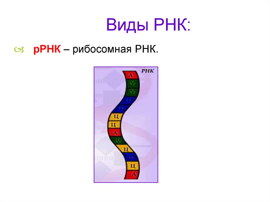 5 видов рнк. МРНК рисунок. Образование ИРНК по матрице ДНК. Разнообразие ИРНК. Типы РНК картинки.