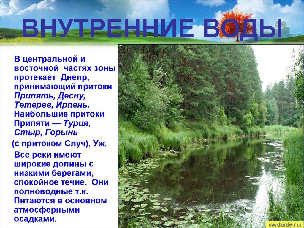 Лесные зоны воды. Внутренние воды зоны смешанных и широколиственных лесов. Воды смешанных и широколиственных лесов в России. Воды в смешанных и широколиственных лесах. Воды смешанного леса.