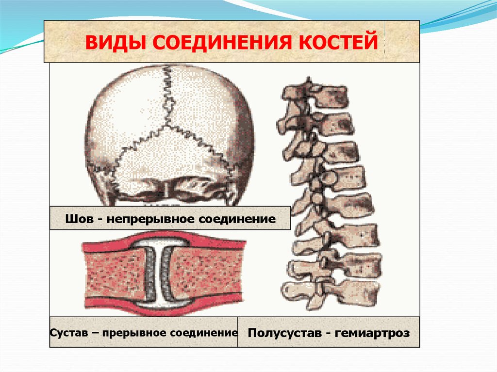 Таблица соединений кости