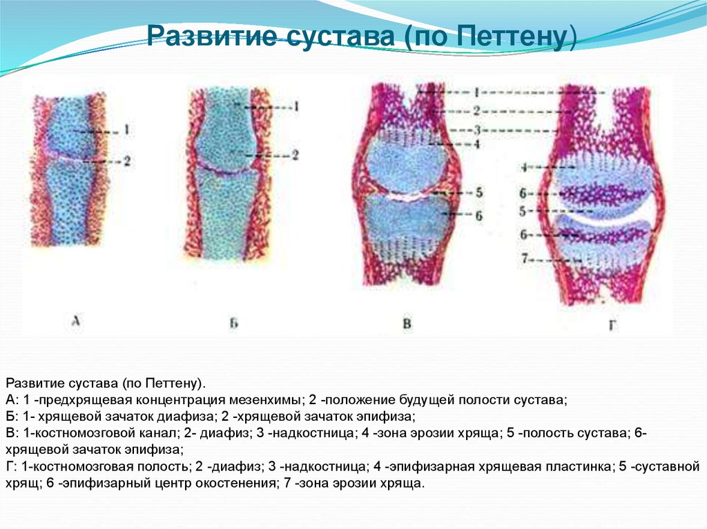 Развитие суставов