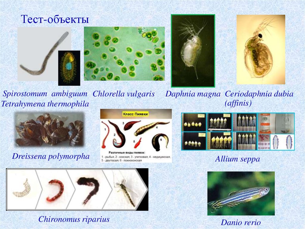 Тест живые организмы