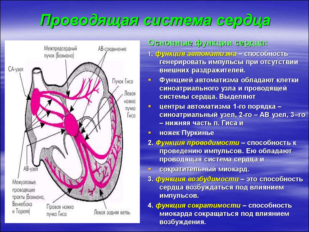 Сердечный проведение. Проводящая система сердца строение и функции. Проводящая система сердца образована кардиомиоцитами. Строение и функции проводящей системы сердца. Схема отделов проводящей системы сердца.