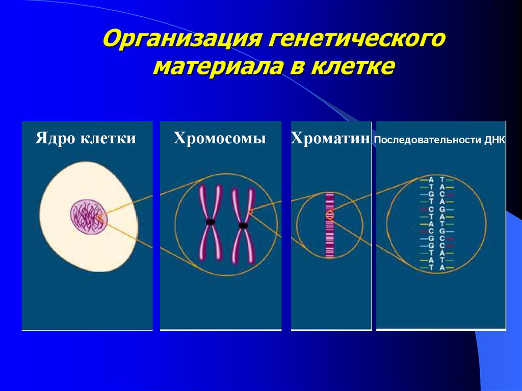Наследственный материал ядра. Организация генетического материала клетки. Наследственный материал клетки. На следственные материал клетки.