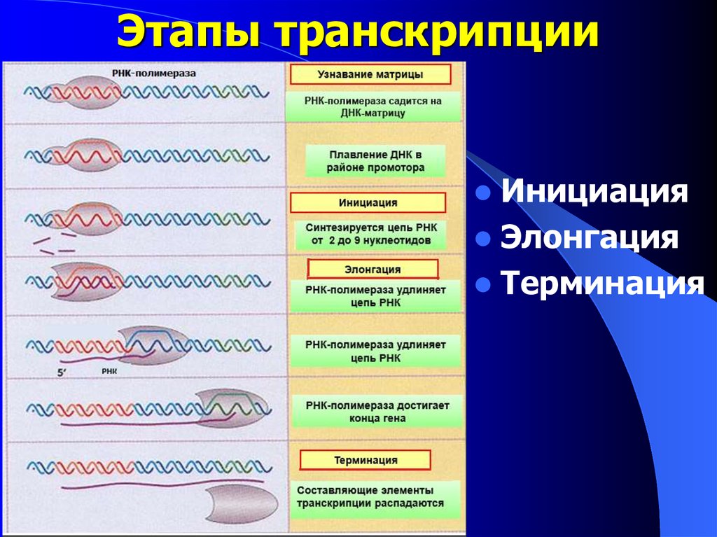 Общая схема транскрипции