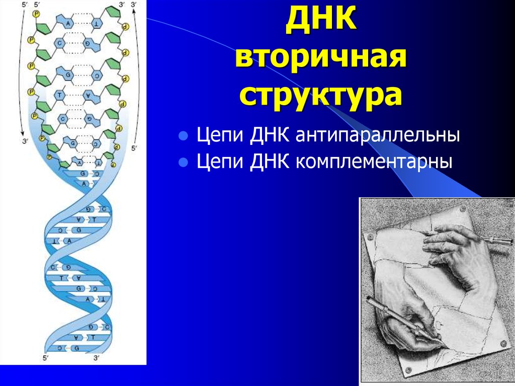 Цепи днк антипараллельны