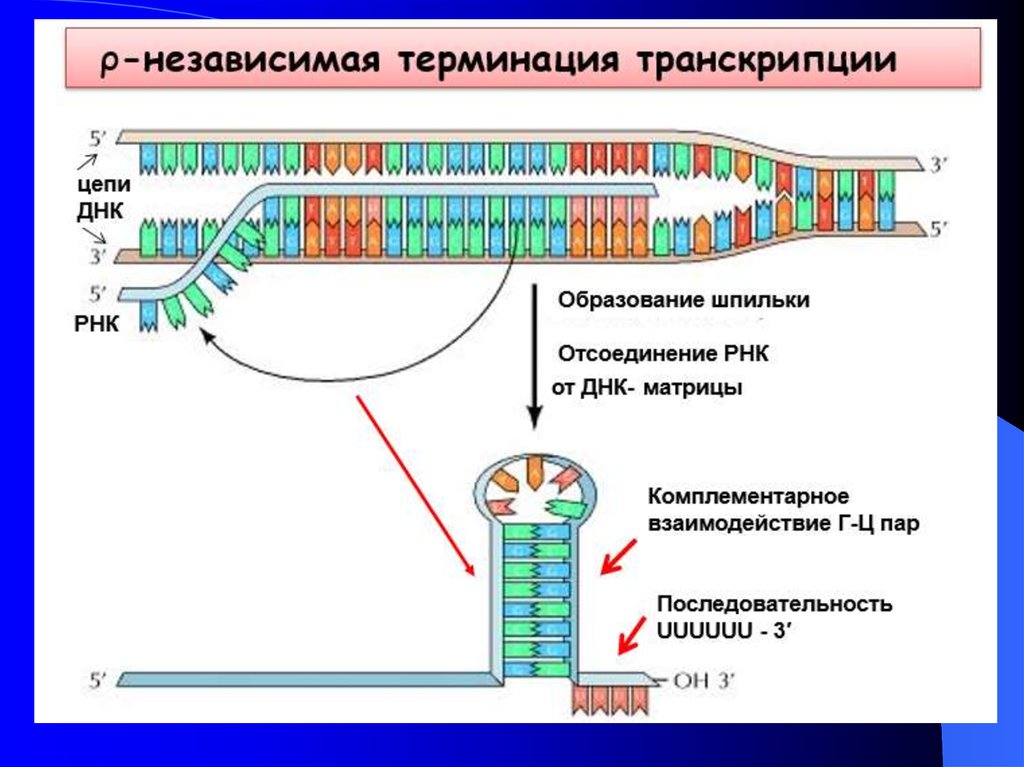 Кодирующая цепь гена. Транскребирующая цепь ДНК. Транскрибируемая цепь ДНК это. Транскрибируемая нить ДНК. Матричная цепь ДНК.