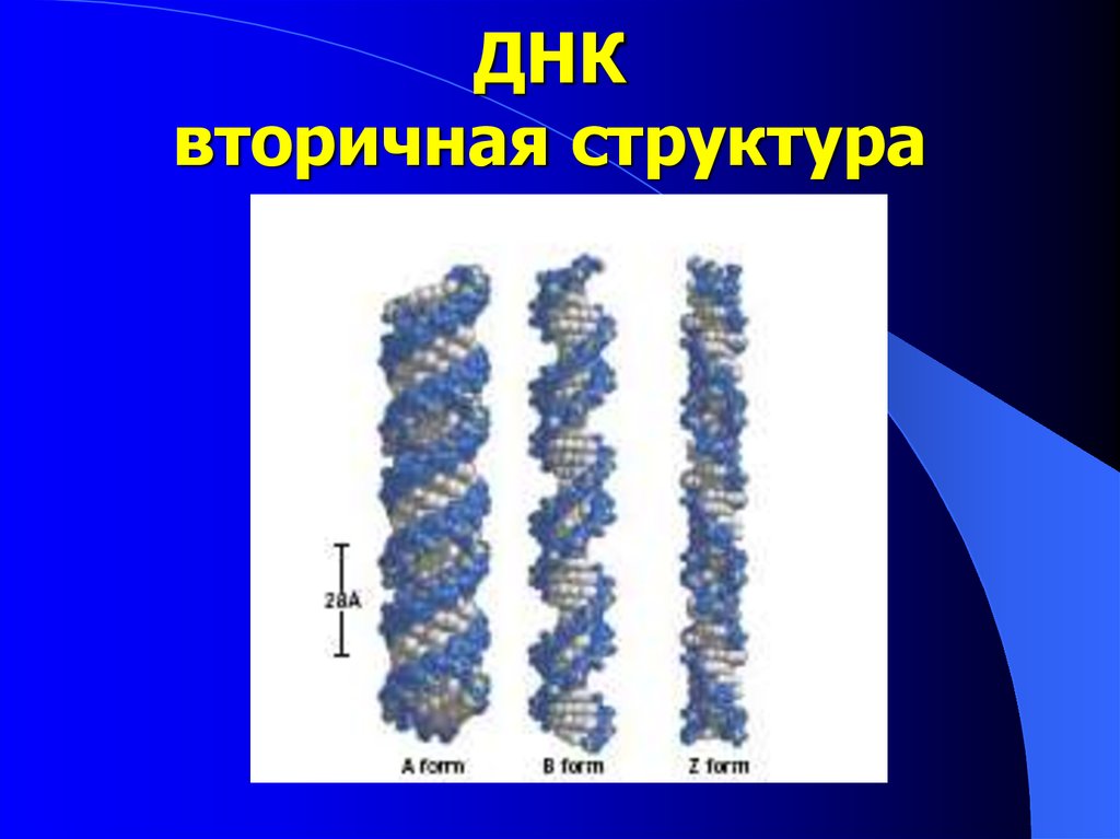 Вторичная днк. Макромолекулярная структура ДНК. Макромолекулярные структуры клетки. Макромолекулярная структура нуклеиновых кислот вирусов. Макромолекулярная организация ДНК кратко.