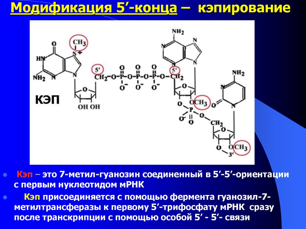 Пять концов