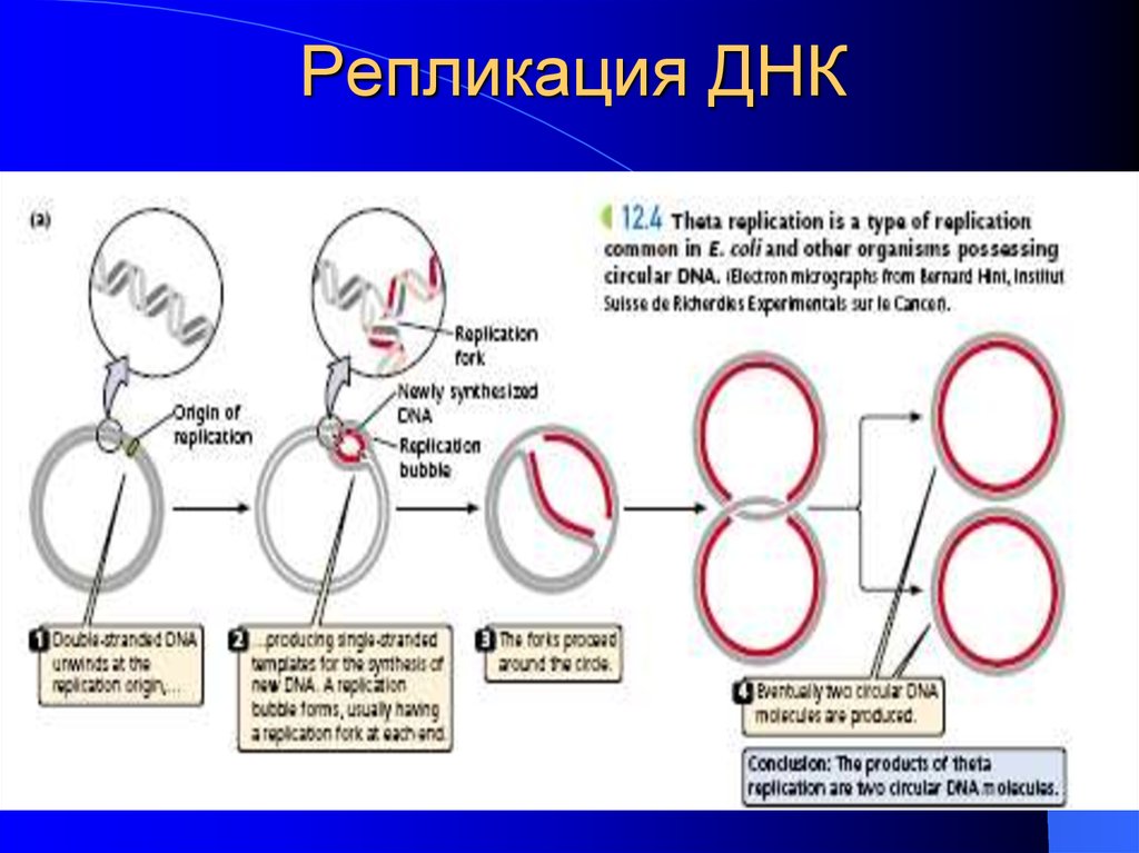 Белков репликации. Тета репликация ДНК. Тэта репликация. Сигма репликация. Механизм репликации ДНК.