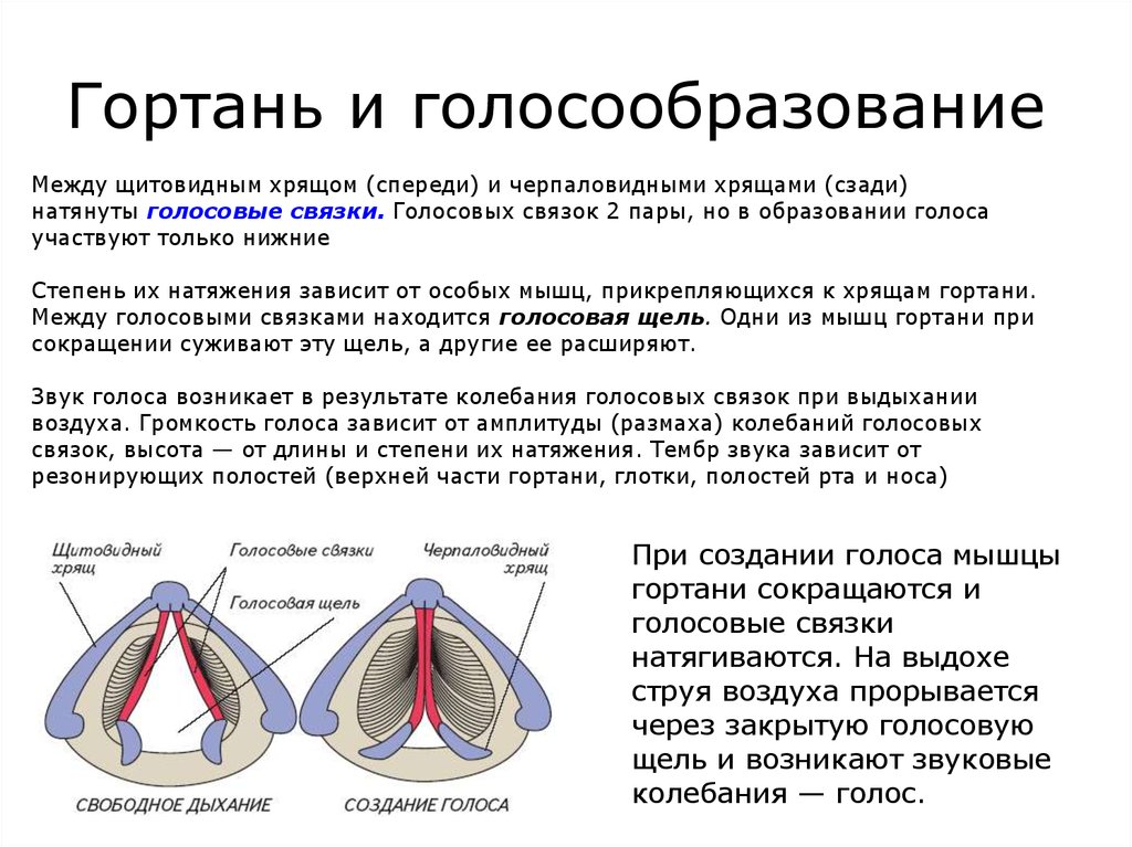 На рисунке изображены различные положения голосовых связок. Голосовые связки строение и функции. Голосовые связки при дыхании и голосообразовании. Гортань орган голосообразования строение. Функция гортани голосообразование.