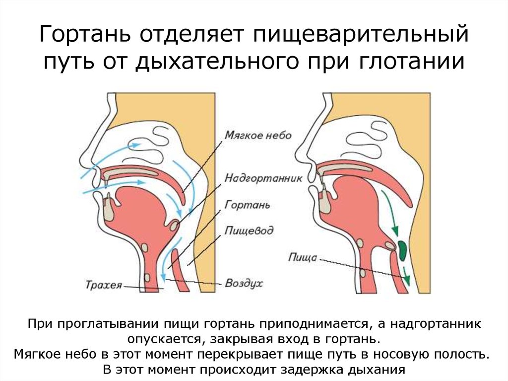 Почему когда глотаешь щелкает. Строение гортани надгортанник. Строение горла и дыхательных путей. Дыхательные пути в гортани. Попадание пищи в гортань.