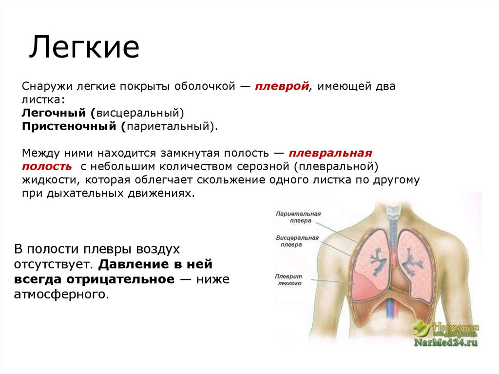 Каждое легкое покрыто оболочкой