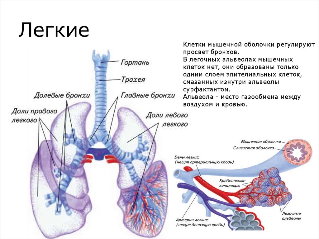 Легочное дыхание строение. Дыхательная система альвеолы. Строение легких альвеолы бронхи. Строение дыхательной системы альвеолы. Легкие альвеолы бронхи строение.