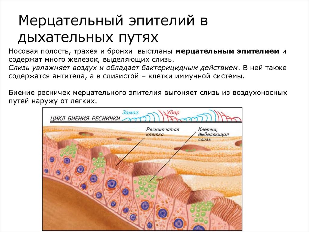 Стенки верхних дыхательных путей выстилает ткань изображенная на рисунке