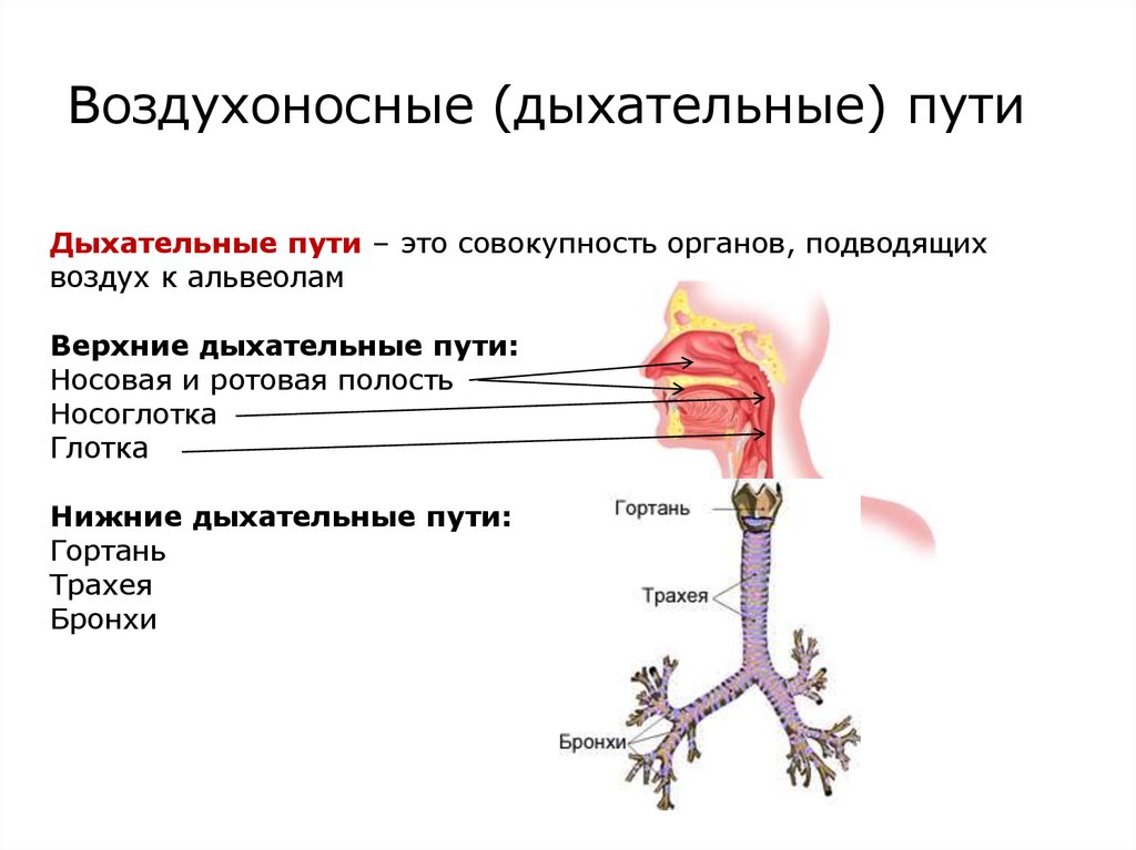 Каким номером на рисунке обозначены воздухоносные пути