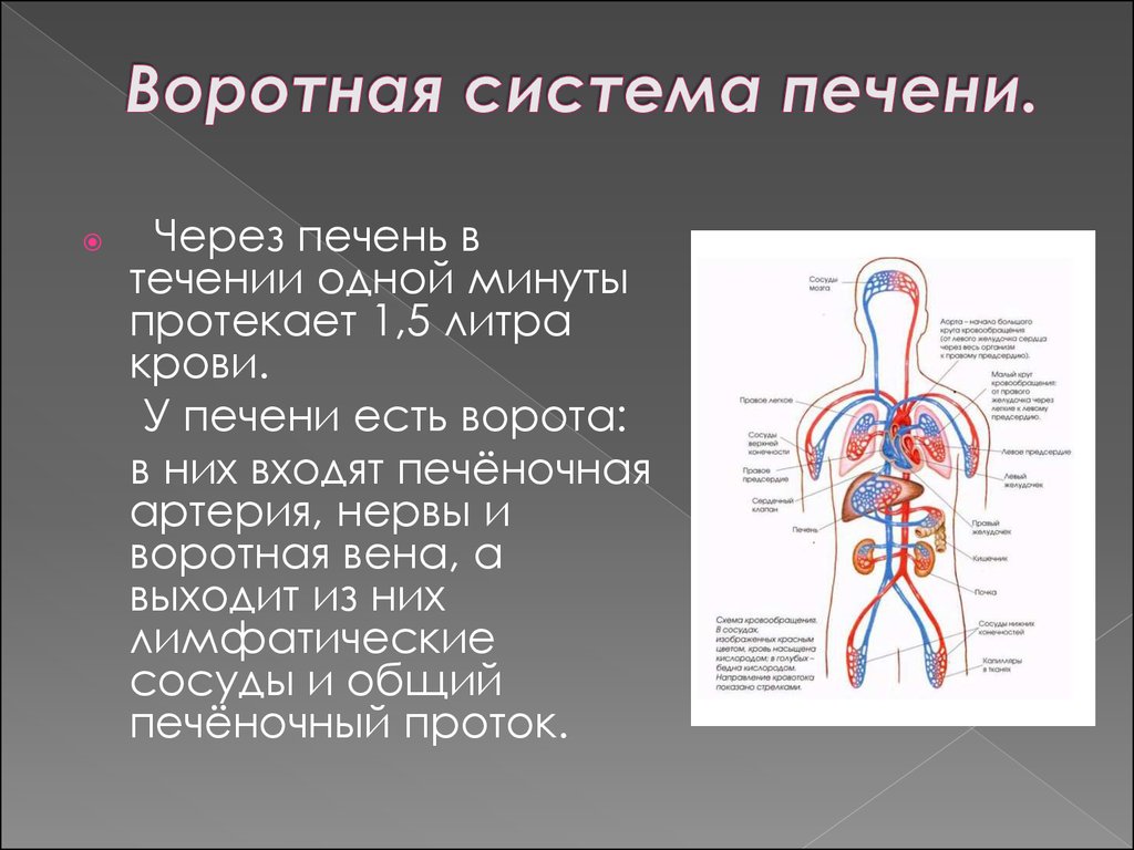 Обратный ток крови в венах. Воротная система печени человека.