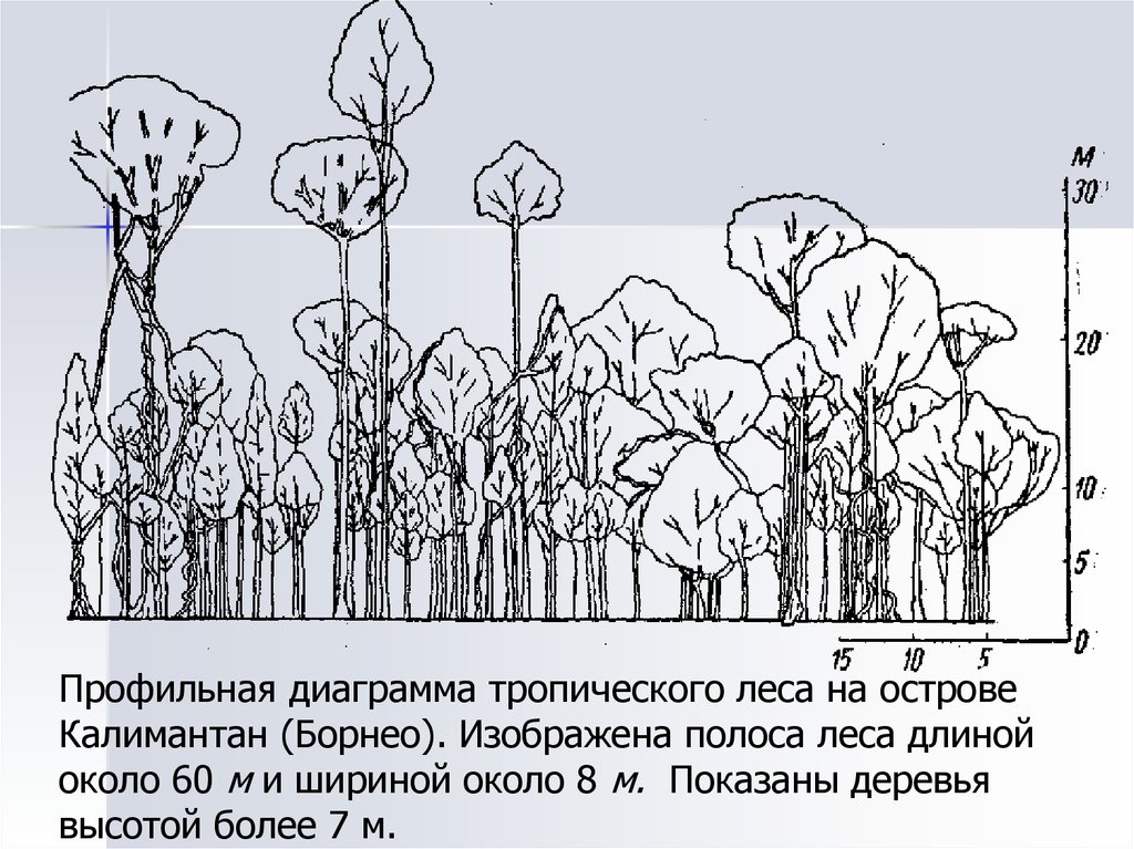 Структура растительного сообщества 7 класс тест биология. Растительные сообщества схема. Схема смены растительных сообществ. Горизонтальная структура фитоценоза. Растительное сообщество рисунок.