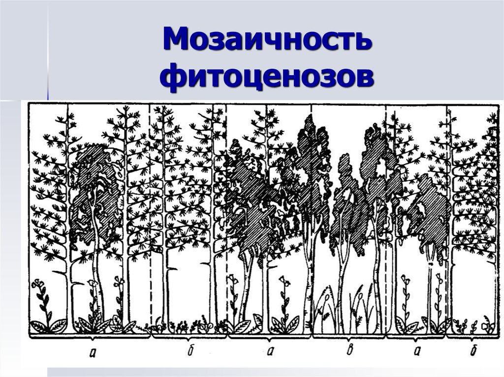 Структура растительного сообщества 7 тест. Ярусность фитоценоза. Горизонтальная структура фитоценоза. Структура биоценоза мозаичность. Горизонтальная ярусность леса.