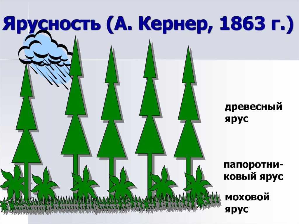 Схема ярусов елового леса