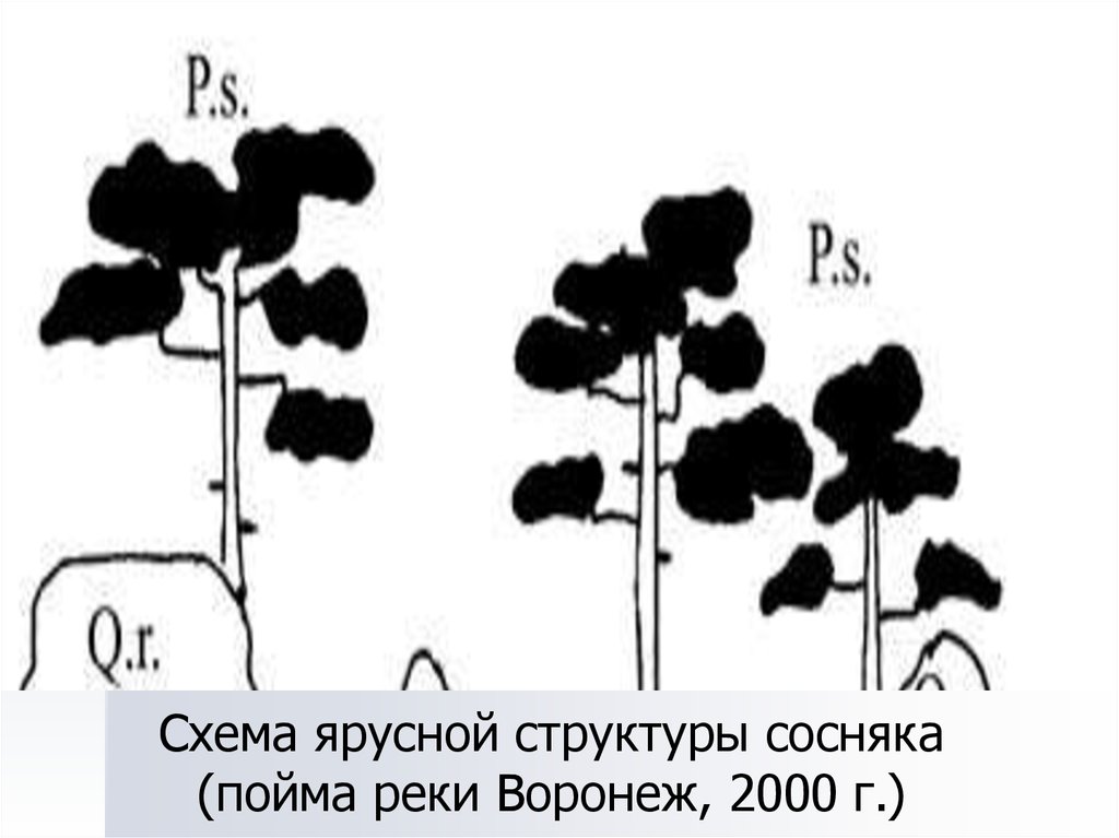 На рисунке изображены различные этапы смены растительного сообщества