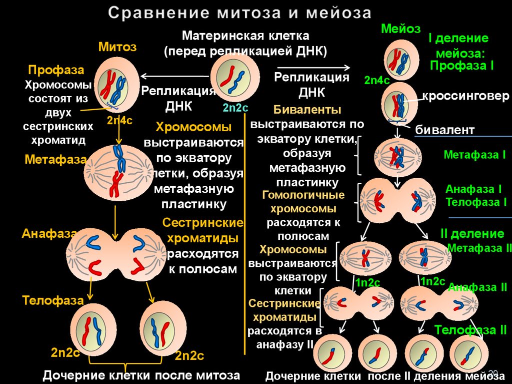 Профаза митоза сколько хромосом. Деление мейоза набор хромосом. Митоз и мейоз таблица набор хромосом. Схема деления клетки митоз и мейоз. Деление митоза и мейоза.