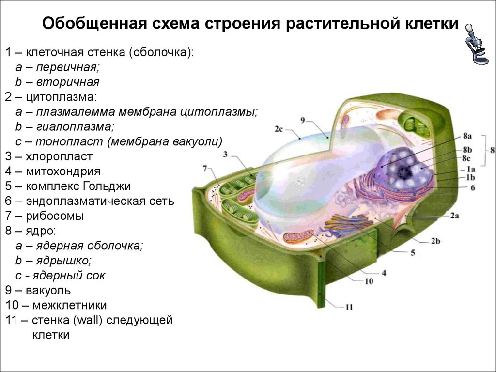 Стенка растительной клетки содержит. Плазмалемма и тонопласт. Мембрана вакуоли растительной клетки. Тонопласт растительной клетки. Вакуоль тонопласт.