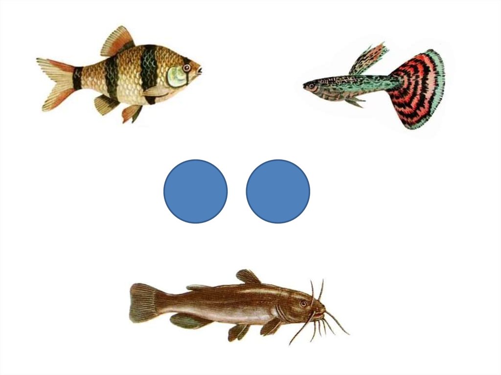 Аквариумные рыбки средняя группа. Аквариумные рыбки для дошкольников. Аквариумные и Пресноводные рыбы старшая группа логопед. Аквариумные рыбки для детей старшей группы. Аквариумные рыбки логопедические задания.