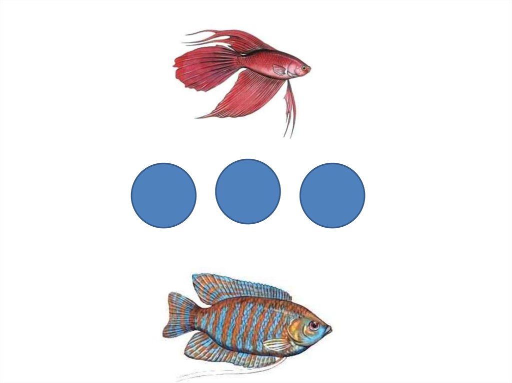 Тема аквариумные рыбки средняя группа. Аквариумные рыбки задания логопеда средняя группа. Аквариумные и Пресноводные рыбы старшая группа логопед. Рыба логопедия. Логопедическое занятие рыбы старшая группа.