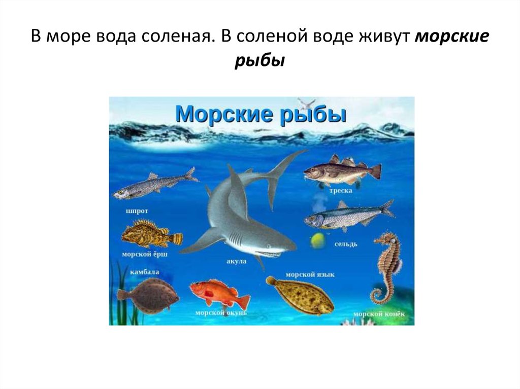 Рыбы какая вода. Рыбы живущие в солегц воде. Рыбы которые обитают в соленой воде. Кто живёт в солёной воде. Ктоьобитает в соленой воде.