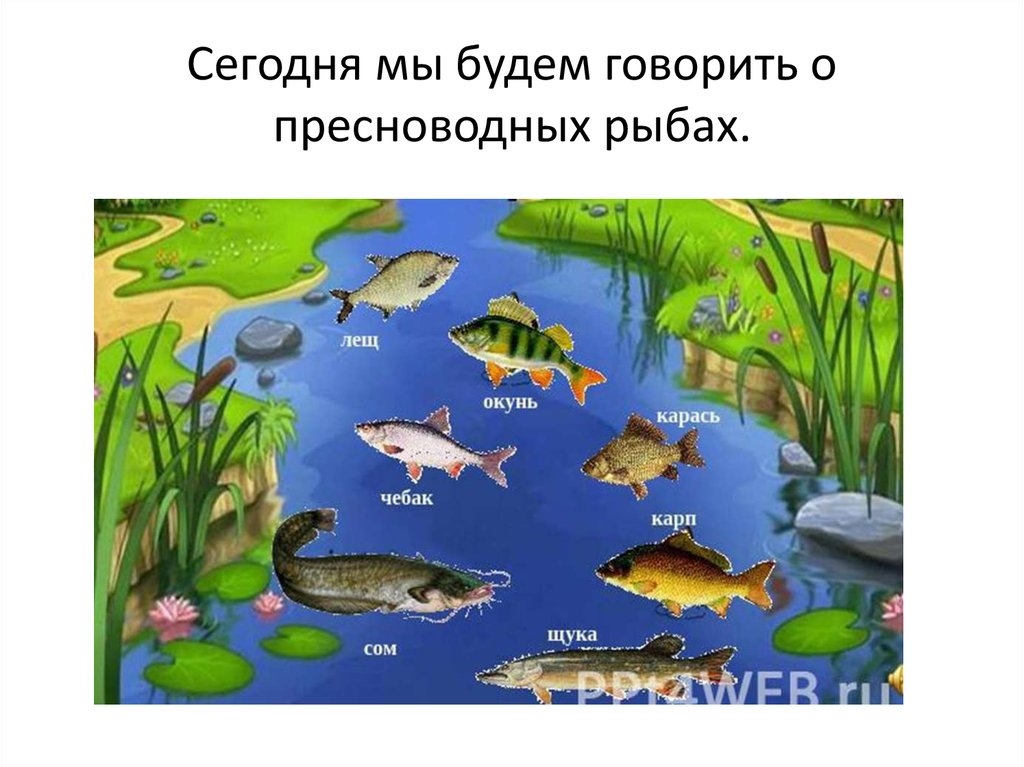 План рыбы старшая группа