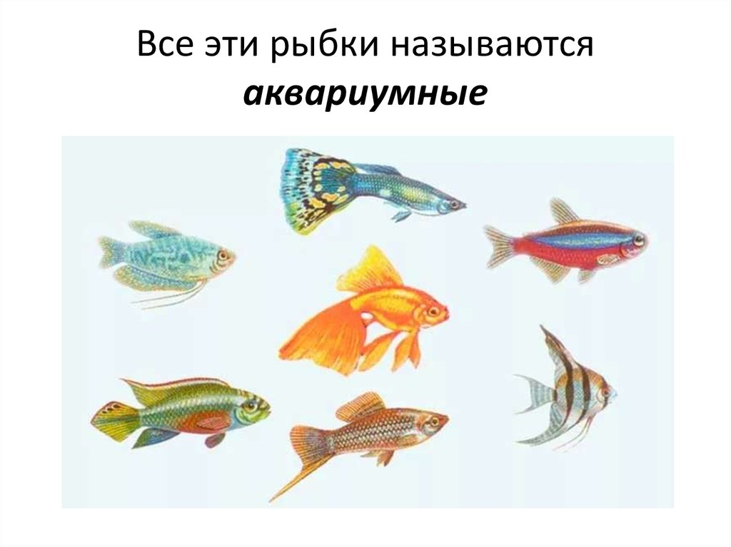 Аквариумные рыбки для дошкольников. Рыбы для дошкольников. Аквариумные рыбы. Аквариумные рыбки для детей. Морские рыбы для дошкольников.